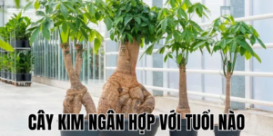 Tuổi Tỵ Hợp Với Tuổi Nào: Hướng Dẫn Chi Tiết Cho Người Làm Kinh Doanh