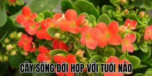 Tranh Tùng Hạc Diên Niên Hợp Với Tuổi Nào? Hướng Dẫn Chọn Tranh Phong Thủy